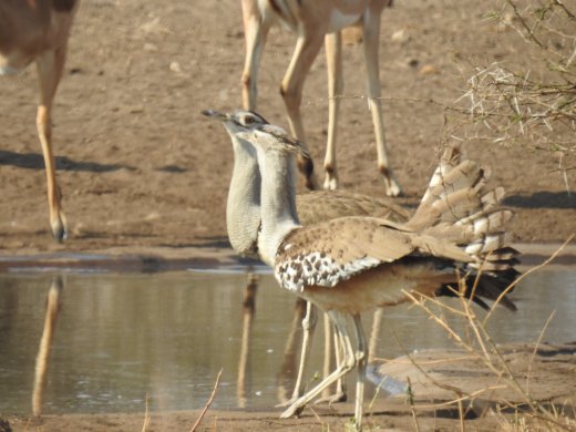 08.29.Courting Kori Bustards