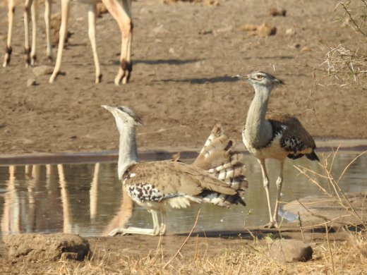 08.29.Courting Kori Bustards