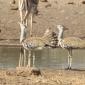 08.29.Courting Kori Bustards