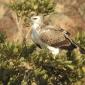 08.29.Olifants (2) Martial Eagle