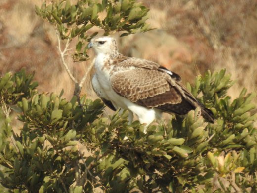 08.29.Olifants (2) Martial Eagle