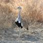 08.29.Red-crested Korhaan