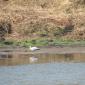 08.30.Yellow-billed Stork