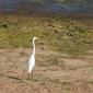 08.30.Great Egret