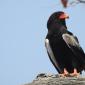 08.31.Bateleur Eagle