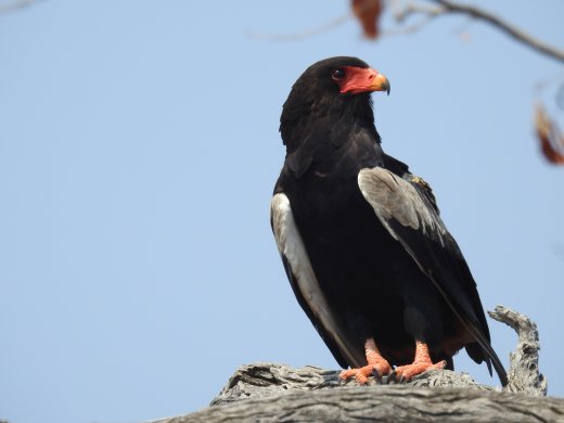 08.31.Bateleur Eagle