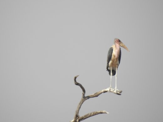 08.31.Marabou Stork