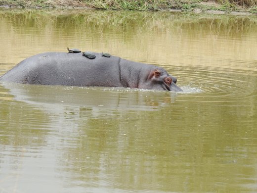 08.18.Hippo & Turtles