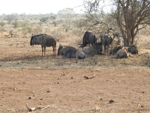 08.19.Wildebeest