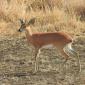 08.19.Steenbok