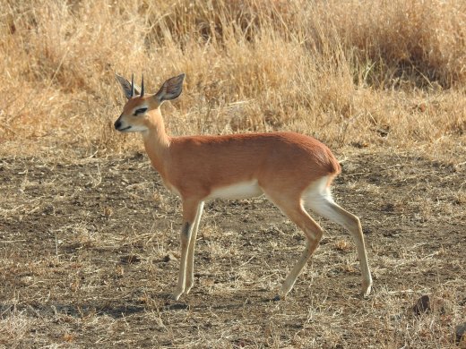 08.19.Steenbok