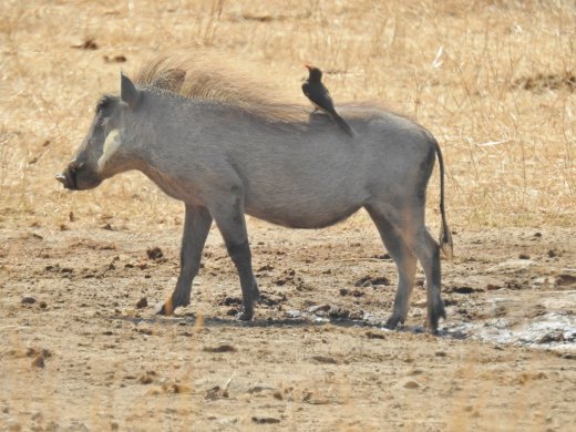 08.19.Warthog with Ox Pecker