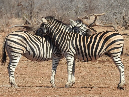 08.25.Orpen Area (4) Zebra, BFF