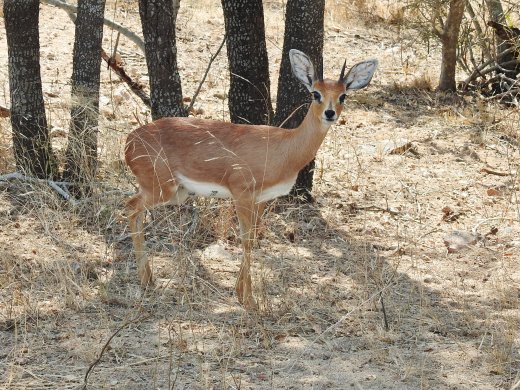 08.27.Steenbok