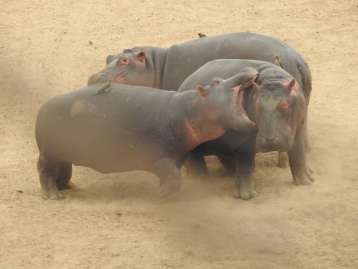 08.31.Bickering Hippos