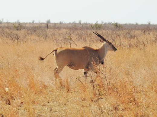 09.02.Eland