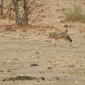 09.03.Black-backed Jackal