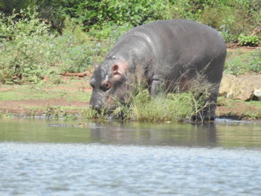 Hippo with Crocs