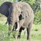 Elephant, Old Tusker