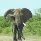 Elephant Road Block