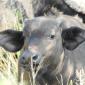 Buffalo Calf with Horns