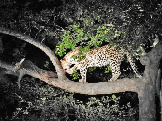Female Leopard with Duiker