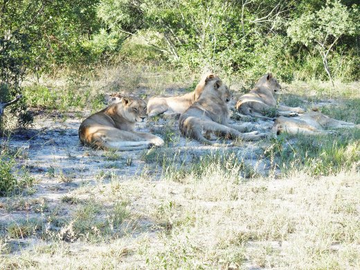  Success, Lions Found