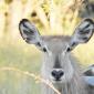 Female Waterbuck