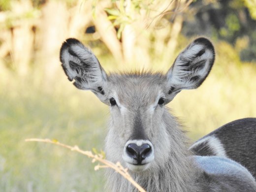 Female Waterbuck