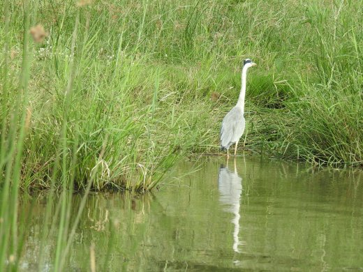 Grey Heron