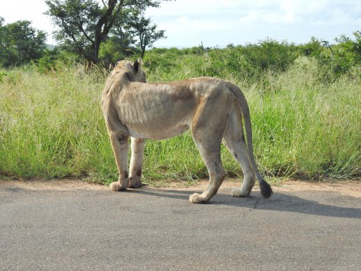 Lion on Road