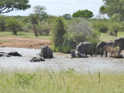 Ellies in Water