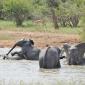 Ellies in Water