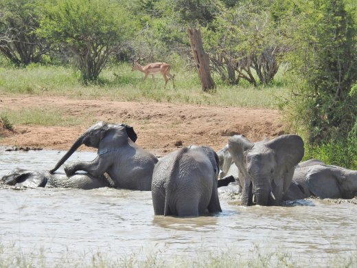 Ellies in Water