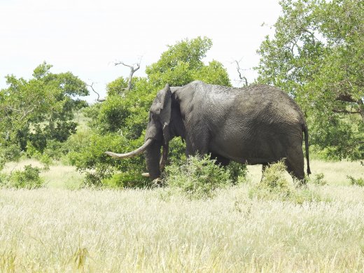 Tusker