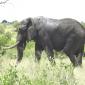 03.10.Lower Sabie to Mopani (35) Tusker