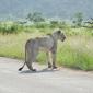 Lion on Road