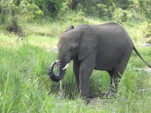 Drinking Elephant