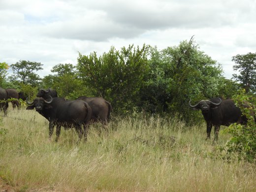 Buffalo Group