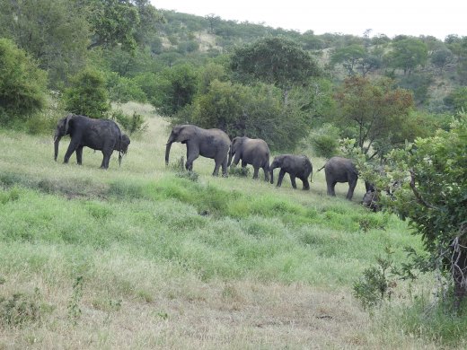 Elephants & Youngsters