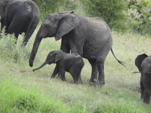 Elephant with Calf