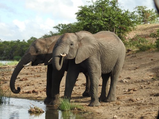 Drinking Ellies