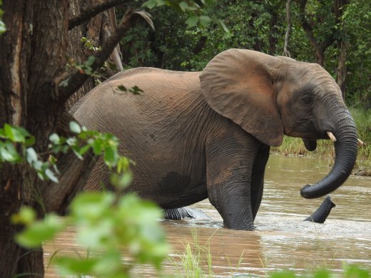 Elephants