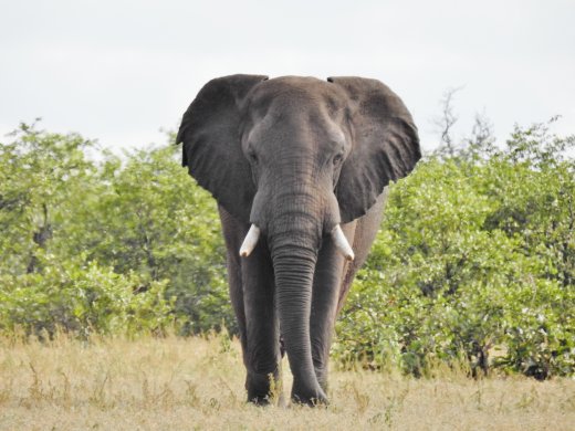 Second Elephant at Mooiplaas