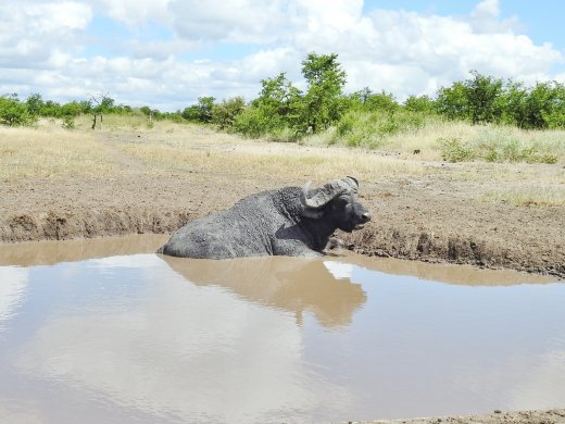 Buffalo