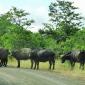 Tsendze River Buffalo