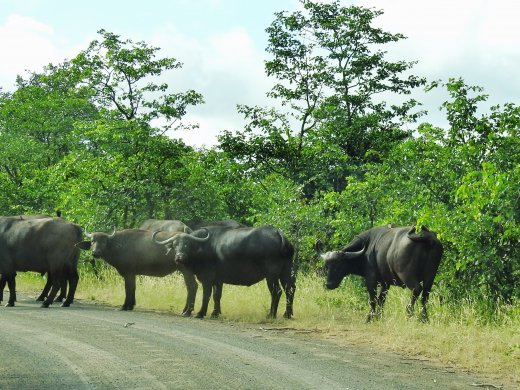 Tsendze River Buffalo