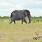 Tusker Leaving the Waterhole