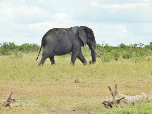 Tusker Leaving the Waterhole