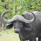 Tsendze River Buffalo